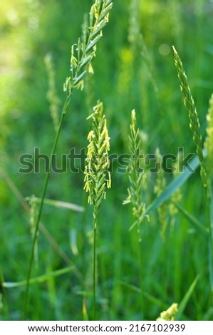 In the meadow, in the wild grows grass and weeds Elymus repens
