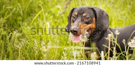 portrait of a cute dachshund dog in a field of dandelions. banner.