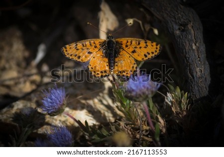 Orange butterfly resting on a tree trunk