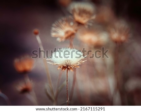 soft focus photo of dry white fluffy flower in pastel colors and gentle lighting on a natural background
