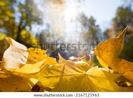 autumn yellow leaves in sunlight, fallen maple leaves