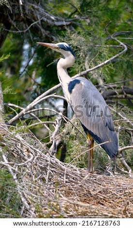 Grey heron (Ardea cinerea) perched in its nest in the Camargue is a natural region located south of Arles in France, between the Mediterranean Sea and the two arms of the Rhône delta