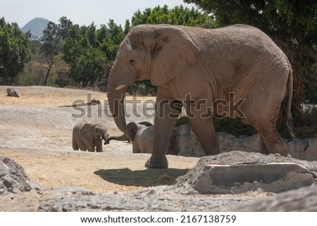 Three African elephants, scientific name loxodota africana, the female tenderly greets the pachyderm cubs using her trunk and showing off her ivory tusks, while the baby elephants  Royalty-Free Stock Photo #2167138759
