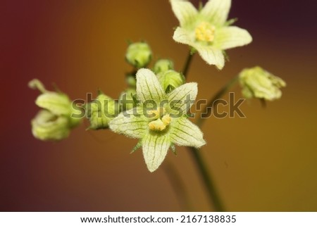 Yellow star flower blossoming close up botanical background Bryonia alba family cucurbitaceae big size high quality print