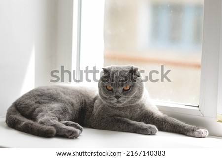 Beautiful Grey Scottish-fold shorthair fluffy cat with orange eyes chilling comfortably  on the windowsill in sunny day. Warm picture toning. Pets care. World cat day. Image for websites about cats. 