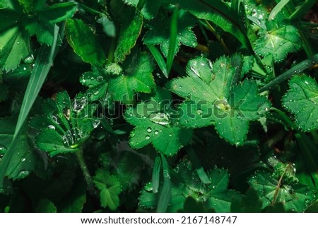 Green leaves of Alchemilla vulgaris, lady's mantle close-up after rain. Wet grass covered with dew. Royalty-Free Stock Photo #2167148747