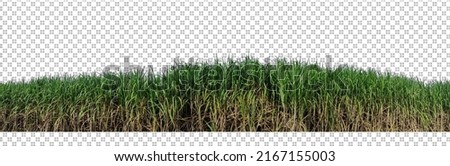 sugar cane on transparent picture background with clipping path
