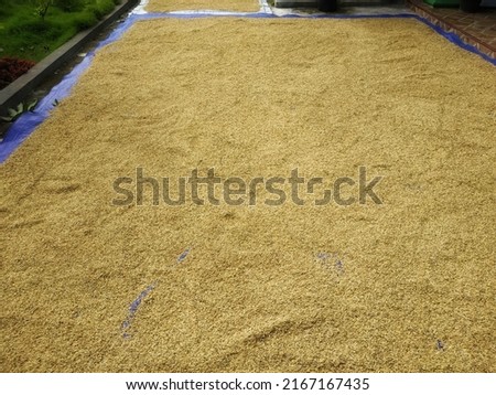 Image of the harvested rice plant being dried in the sun.