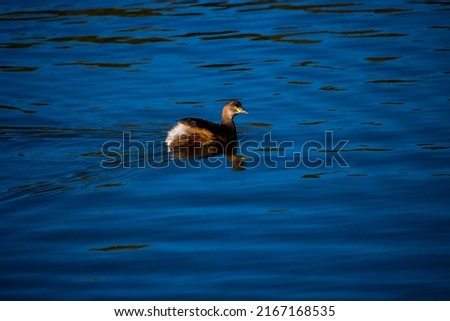 Dainty little Hoary-headed Grebe (Poliocephalus poliocephalus) found in Australia and New Zealand is swimming  in the cool blue lake at Dalyellup Western Australia on a cloudy early winter morning.