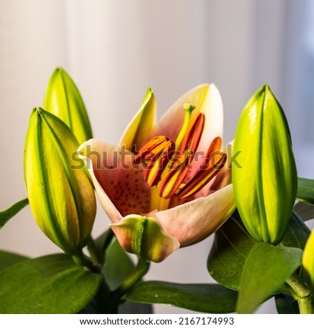 lily flower on a white background. Lilium longiflorum blooms. The background texture of the plant is a fire lily with green buds. Plant image blooming pink tropical flower tiger lily