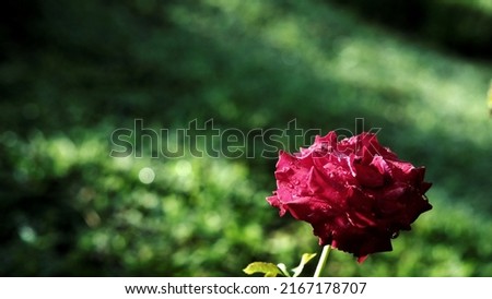 Red roses with water droplets