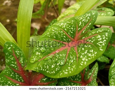 rice flower leaves spill with beautiful and green raindrops