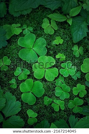 clover leaves and green moss, abstract natural dark forest background. three-leaves oxalis plant. shamrocks, St.Patrick's day holiday symbol. top view