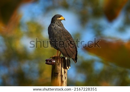 Zone-tailed Hawk, Buteo albonotatua, bird of prey sitting on the electricity pole, forest habitat in the background, Dominical, Costa Rica. Wildlife nature, Central America. Royalty-Free Stock Photo #2167228351