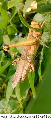 a grasshopper perched on a green leaf