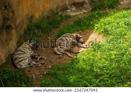Striped hyenas sleep in the shade of a stone
