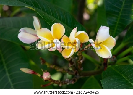 Tropical frangipani flowers in a cluster surrounded by its own lush leaves, exotic flora growing in deciduous shrubs or small trees mostly in the Polynesian islands and carrying symbolic significance