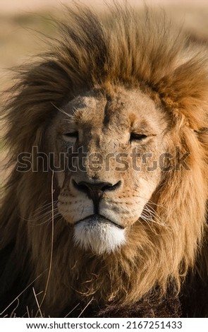 nice picture of the face of the lion the king of the savannah or jungle, resting in the African savannah of South Africa is one of the big five of Africa and the great predator.