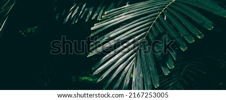 tropical palm leaf in rainforest