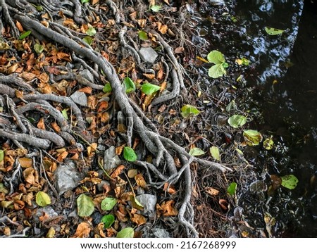 Twisted tree roots make their way over a soil of pebbles, dead or freshly fallen leaves, on the edge of a dark pond. For texture, background, wallpaper.