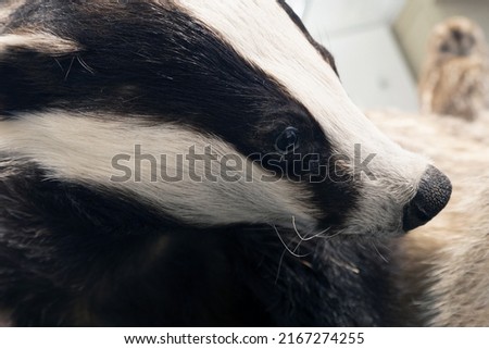 stuffed brock badger animal on display