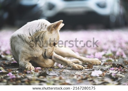 Stray dog among pink flowers