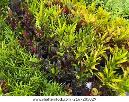 Colorful garden croton plants (Codiaeum variegatum) leaves background and texture