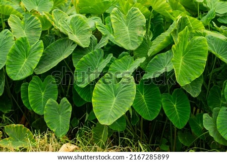 giant taro, broadleaf green weed Forage crops in wet and humid regions Royalty-Free Stock Photo #2167285899