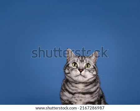 Handsome silver tabby adult British Shorthair cat, sitting up facing front. Looking toards camera with mesemerising green eyes. Isolated on a solid blue background with copy space.