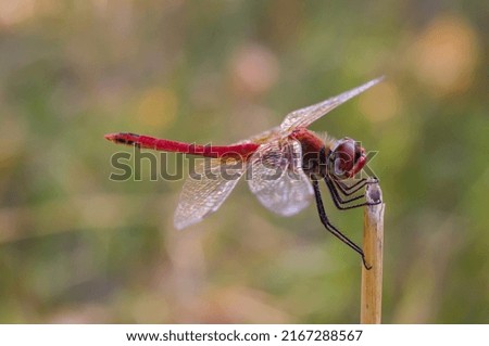 sympetrum sanguineum dragonfly on stem Royalty-Free Stock Photo #2167288567