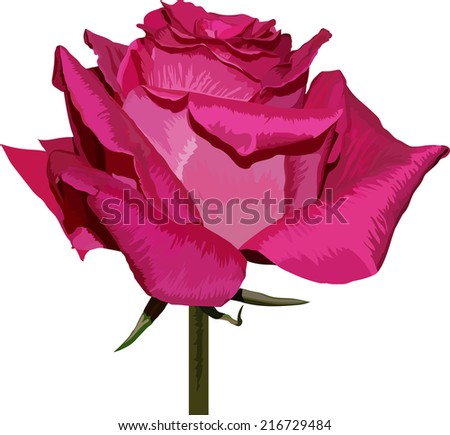 isolated real pink rose
