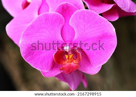 Close up image of pink color orchid flower