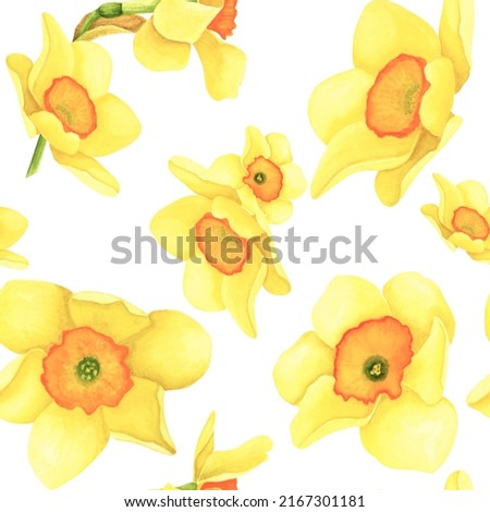 Daffodil yellow and red colors seamless pattern on white background. Watercolor hand drawing illustration. Art for decoration and design of printing, textiles, fabrics, wallpapers, paper and scrapbook