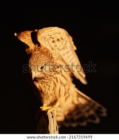 A young falcon spreads its wings, close-up photo, against a black background