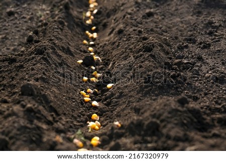 Corn seeds in fertile soil. Vegetables growing Royalty-Free Stock Photo #2167320979