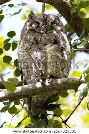 Scops Owl Sleeping During the Day