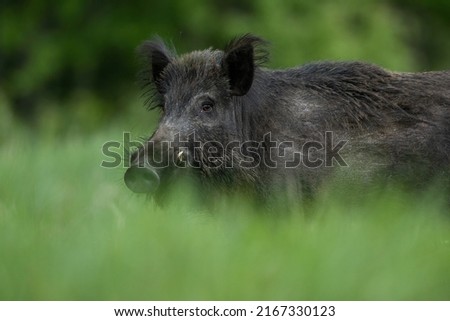 Male wild boar with large tusks portrait Royalty-Free Stock Photo #2167330123