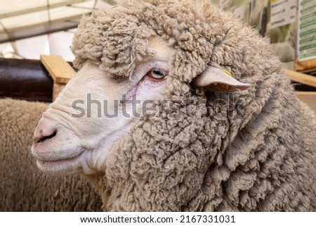 Saxon Merino Rams. Saxon wool is the highest quality superfine wool in the world Royalty-Free Stock Photo #2167331031