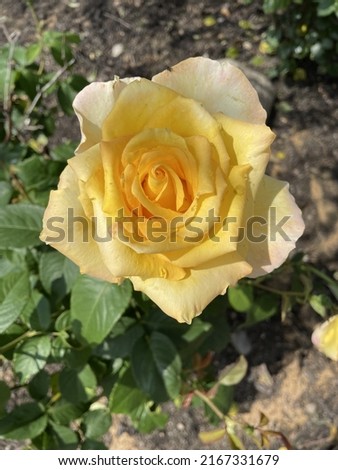 Top down, close up view of a blooming hybrid tea rose. This bloomed flower has a bright yellow center that gradually changes color to a pale pink rim around the edge of the petals.