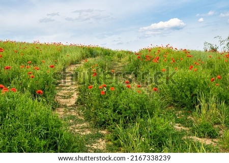 Dirt road and field of blooming poppies	