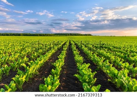 Sugar beets grow in rows on plantations
 Royalty-Free Stock Photo #2167339313