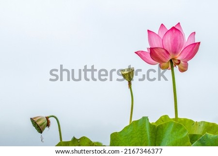 a picture of a beautiful lotus flower