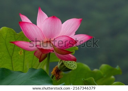 a picture of a beautiful lotus flower