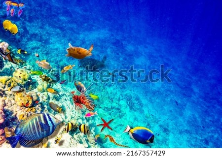The magnificent underwater world of the Maldives. Omadhoo (Alif Dhaal Atoll)
