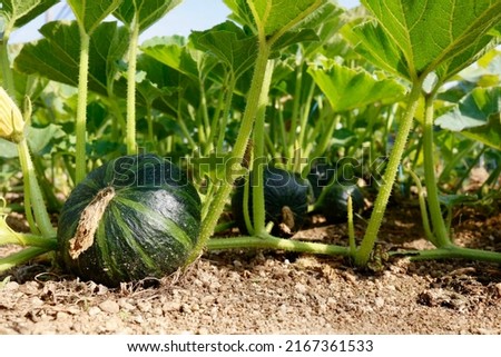 Winter squash or kabocha squash. Common pumpkin known as Western pumpkin in Japan. A view of a field. Royalty-Free Stock Photo #2167361533