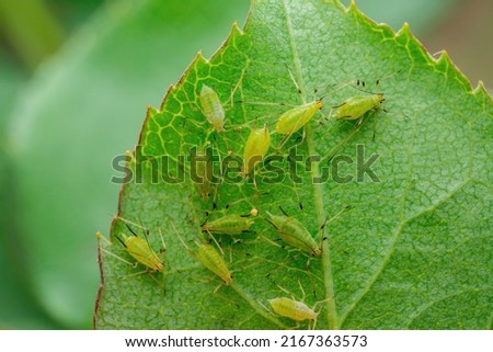 Aphid Colony on Leaf. Greenfly or Green Aphid Garden Parasite Insect Pest Macro on Green Background Royalty-Free Stock Photo #2167363573