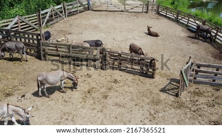 Donkey farm. Aerial drone view flight over many donkeys in corral on donkey farm on sunny day. Domestic rural animals in village. Herd of livestock and domestic animal grazing in paddock in summer