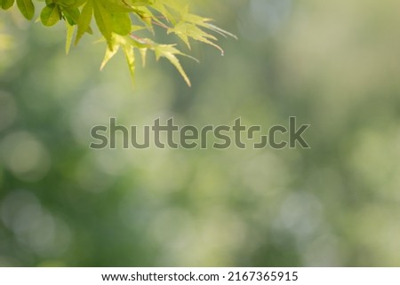 Natural green leaf and sunlight blurred background for ecological environment, fresh wallpaper use image