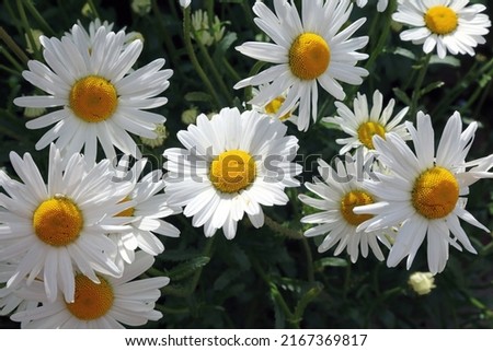 Closeup of a bed of sunlit Oxeye Daisies, Derbyshire England 
 Royalty-Free Stock Photo #2167369817