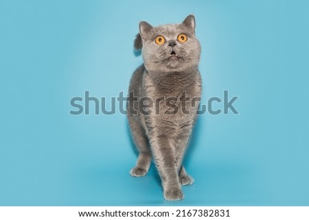 Grey British cat with yellow eyes looks up curiously, on a blue background